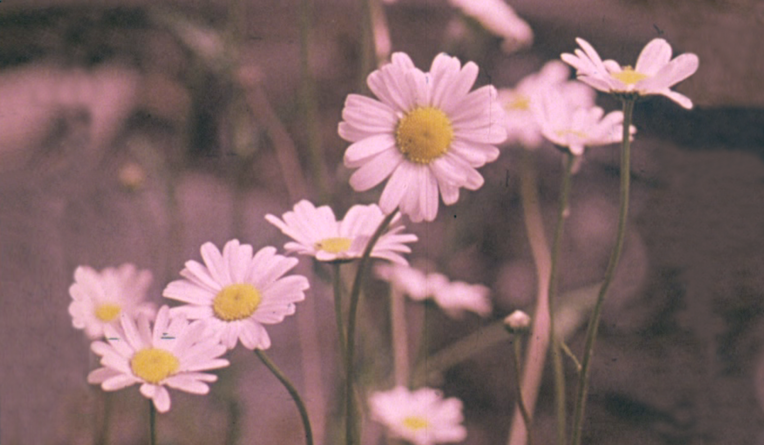 Daisy Flower Background