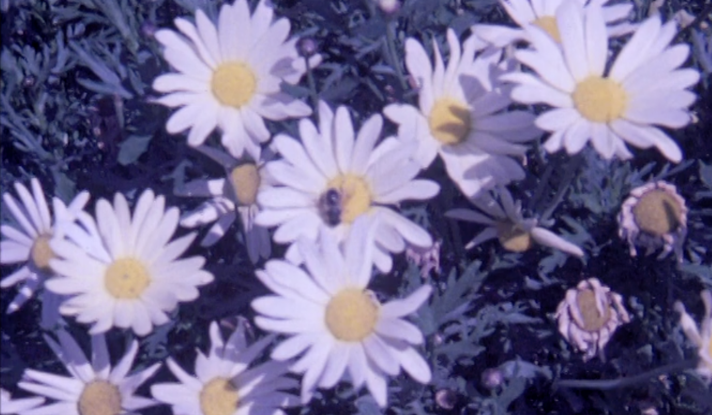 Daisy Field Background Image