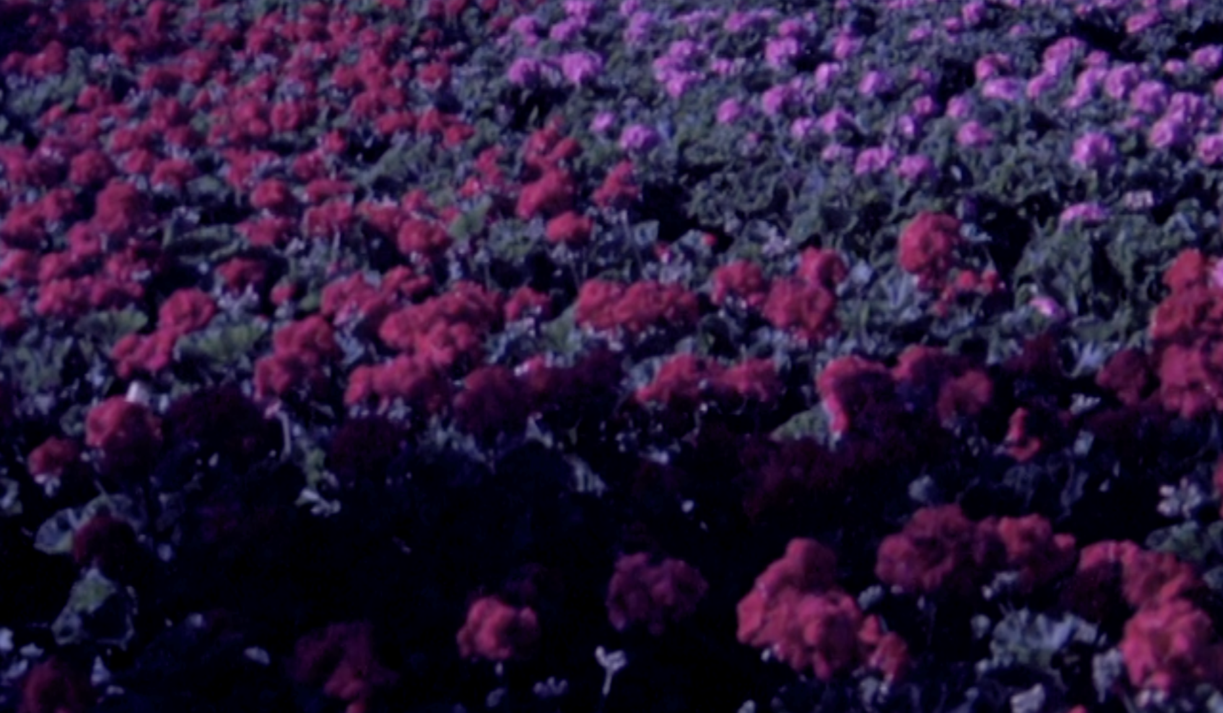 Field of Flowers