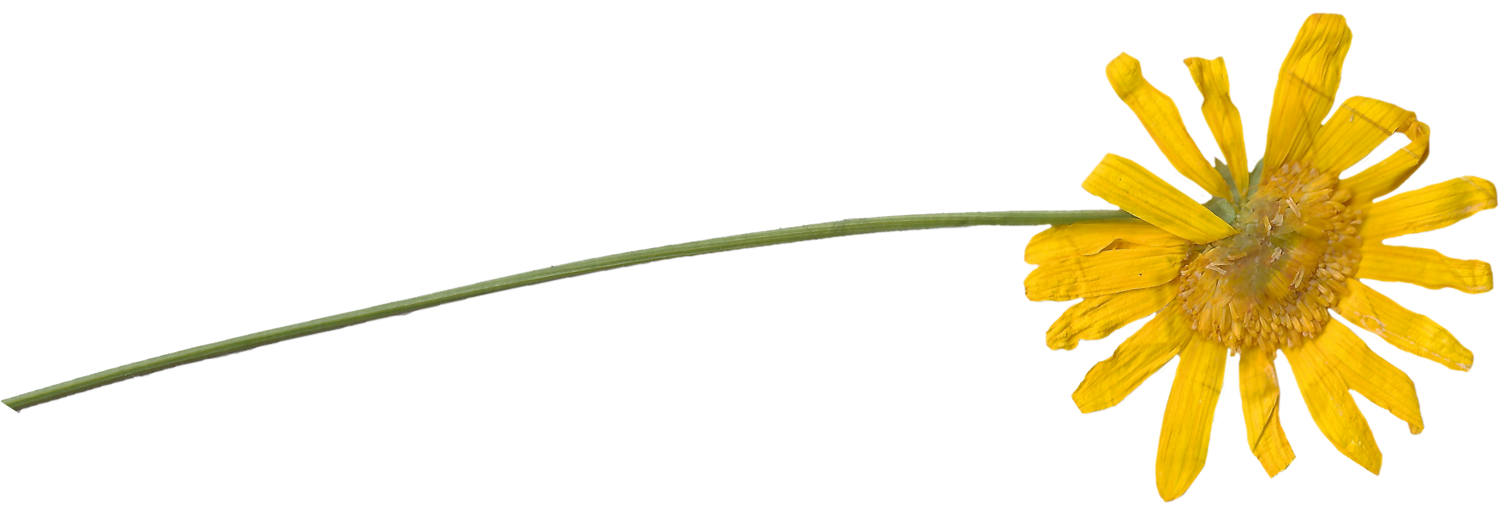 Pressed Leaf