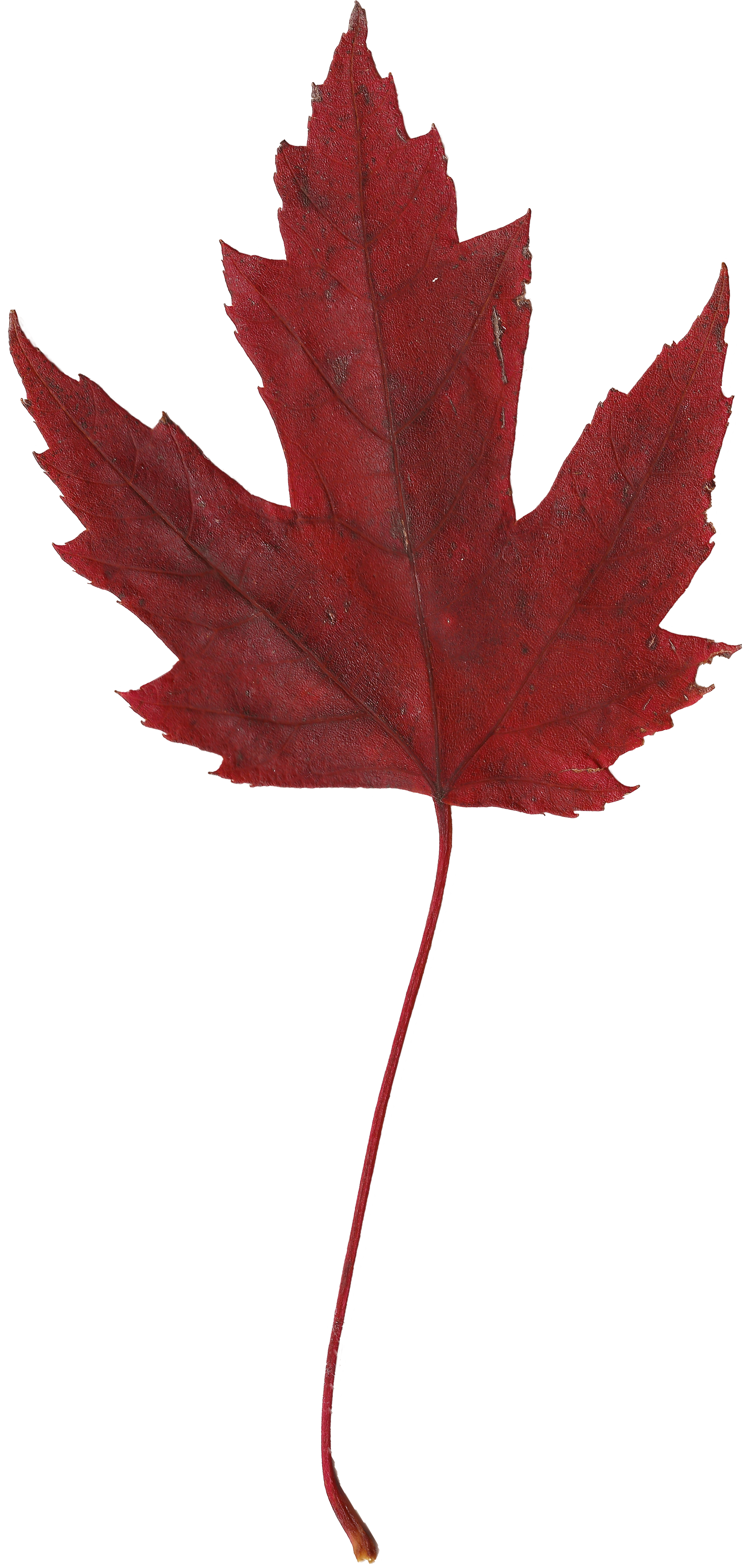 Pressed Leaf