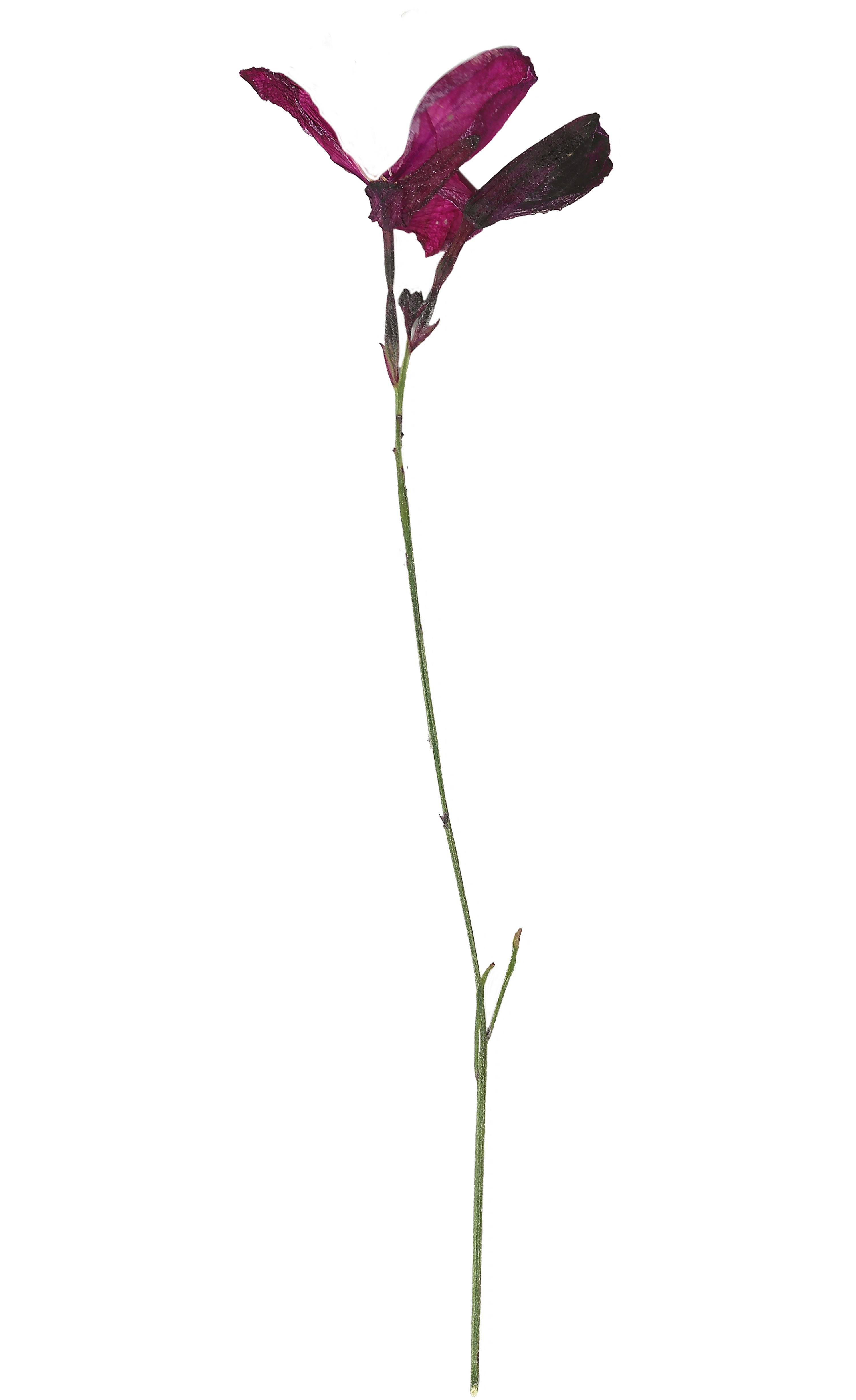 Pressed Purple Flower