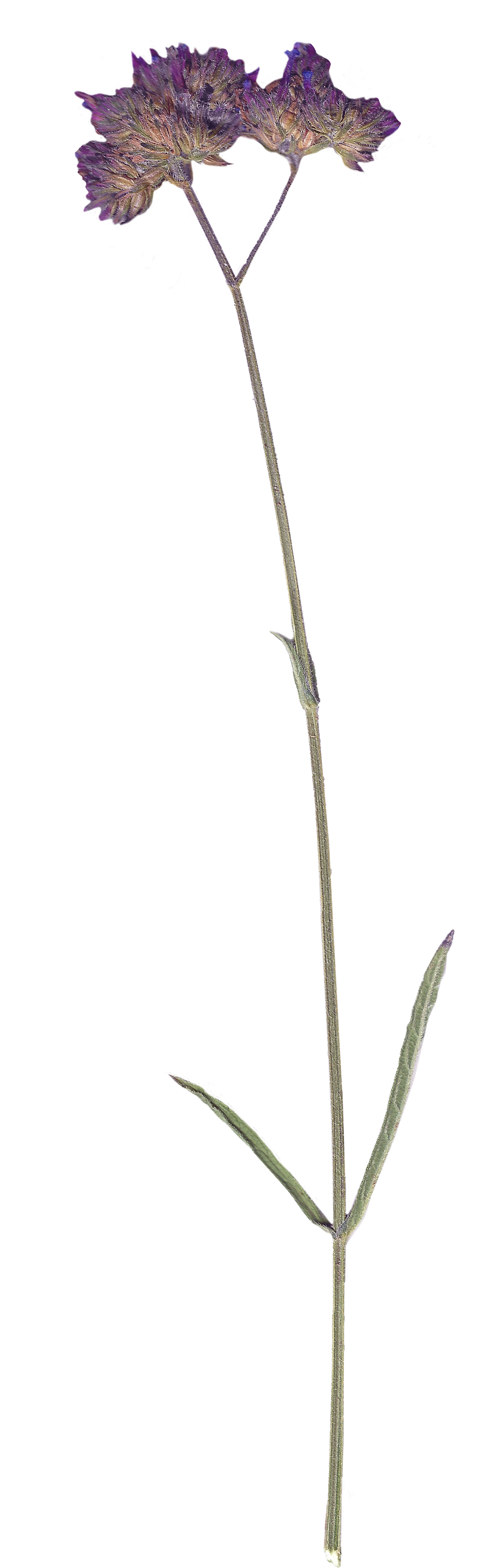 Pressed Flower Pink