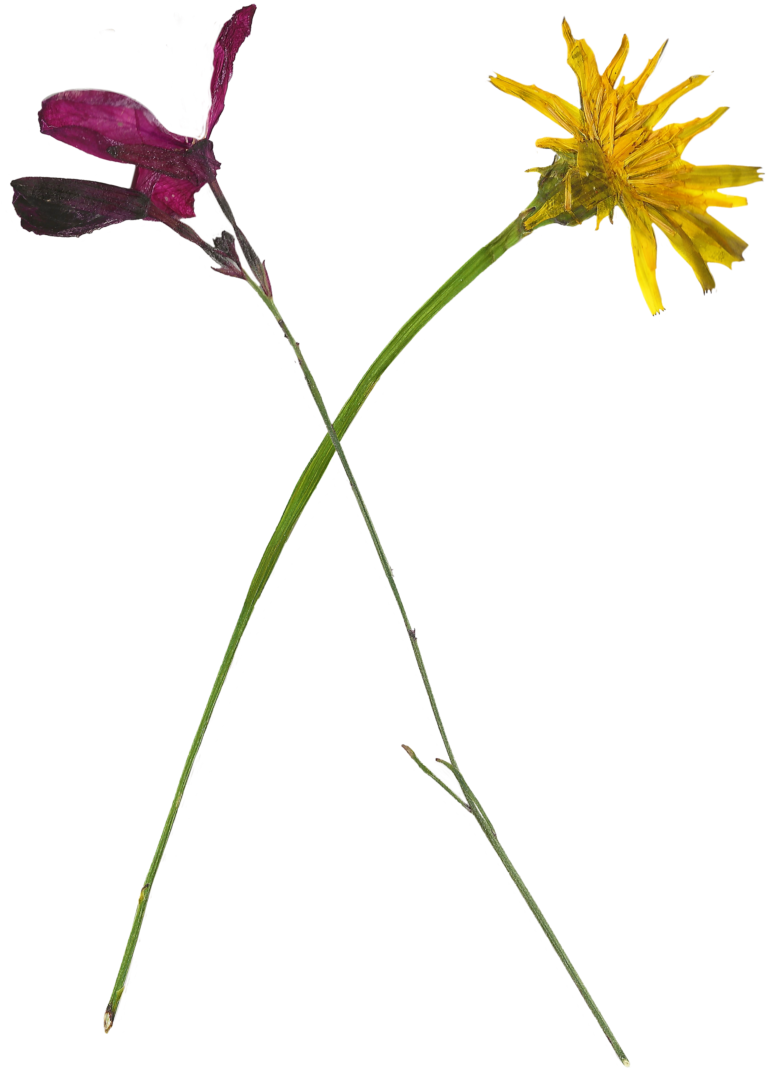 Crossed Flowers